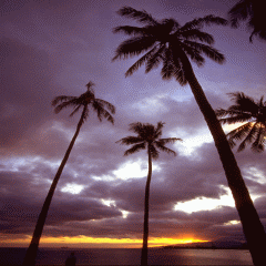 hawaii240x240.gif